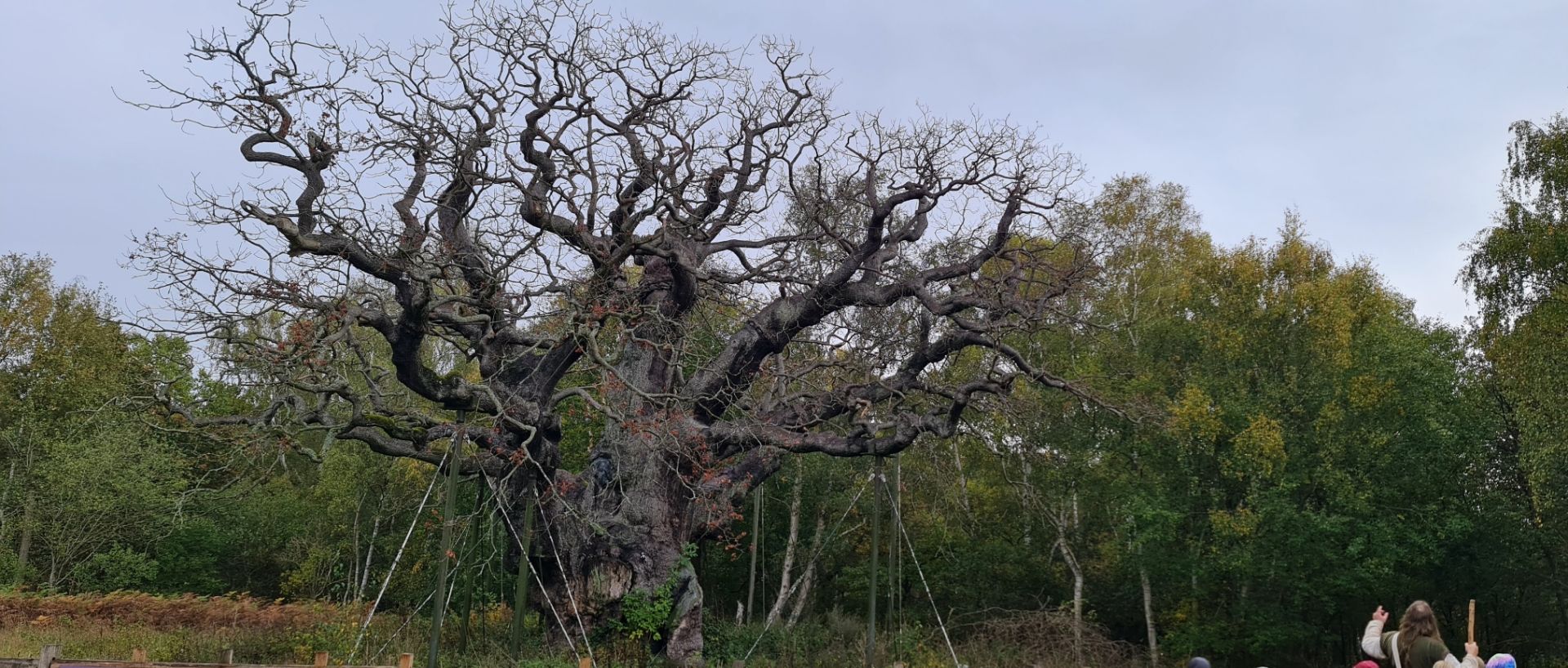 Major Oak
